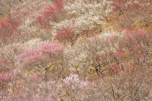 満開の紅梅と白梅 梅,迎春,梅の花の写真素材