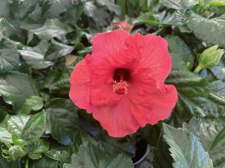 Photo, গোলাপ ফুল, উদ্যানপালন, হাওয়াই, 