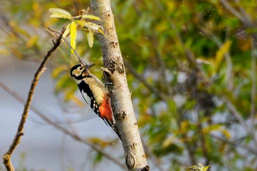 アカゲラ⒂の写真