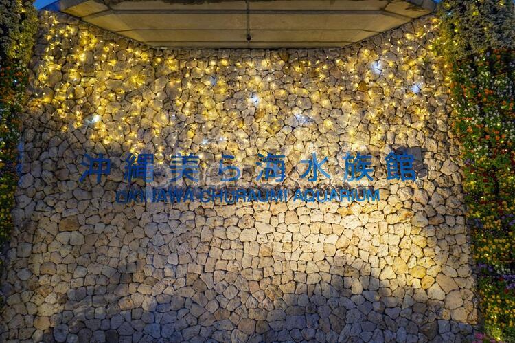 夜の美ら海水族館 美ら海,美ら海水族館,沖縄の写真素材