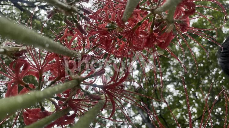 下から見上げた彼岸花 ヒガンバナ,曼珠沙華,彼岸花の写真素材