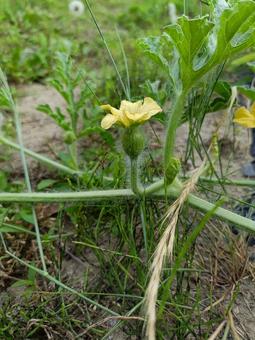 スイカの雌花の写真