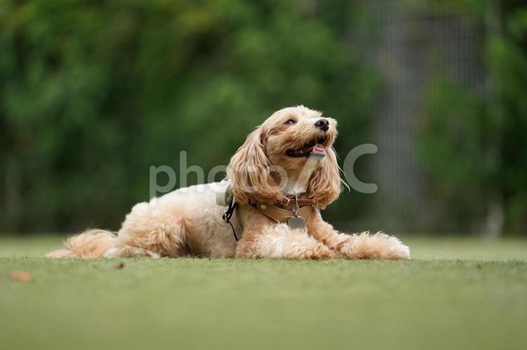 ドッグランのワンコ（ミックス犬） 犬,ミックス犬,ミックスの写真素材