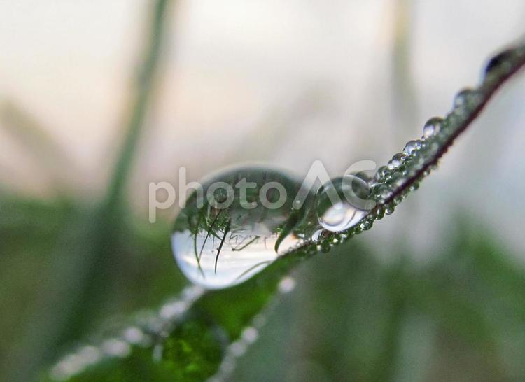 水滴と緑の葉と朝日（Water drops） 水滴,すいてき,しずくの写真素材