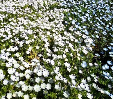 ネモフィラと白い花 ネモフィラ,白い花,小さいの写真素材