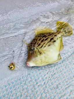 一つテンヤで釣れたカワハギ 釣り,魚,カワハギの写真素材