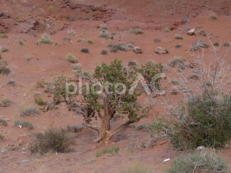 乾燥地帯の植物 モニュメントバレー,サバンナ,開拓の写真素材