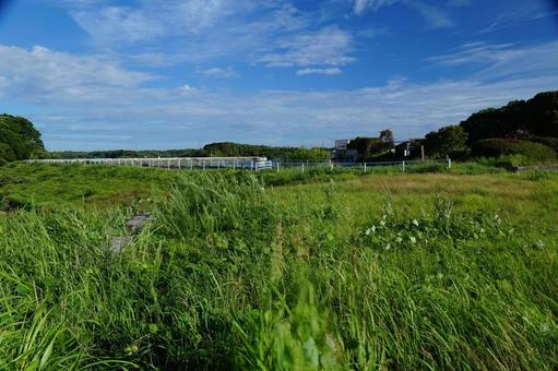 草藪の風景 草藪の風景の写真