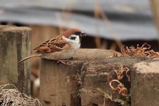 すずめ すずめ,雀,公園の写真素材