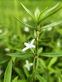 自生するムグラの花と葉のクローズアップ 自生するムグラの花と葉のクローズアップの写真