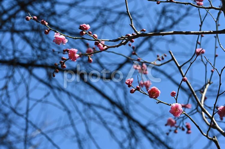 前橋バラ園で撮った紅梅の花 冬,２月,寒いの写真素材