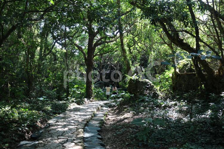 森の中の探検３ 森,南国,自然の写真素材