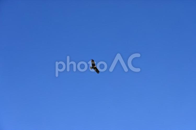 潮岬のとんび 潮岬のとんび,トンビ,鳶の写真素材