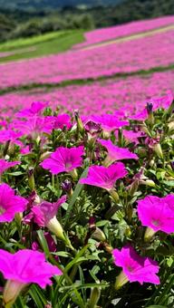 お花畑 お花畑 お花畑,綺麗,緑の写真素材