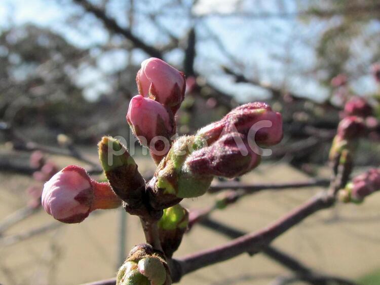 桜のつぼみと青空 つぼみ,四季,春の写真素材