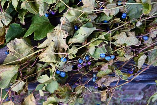 刈り取ったノブドウ ノブドウ,青,青い実の写真素材