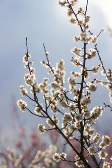 梅の花 梅の花 梅,木,風景の写真素材