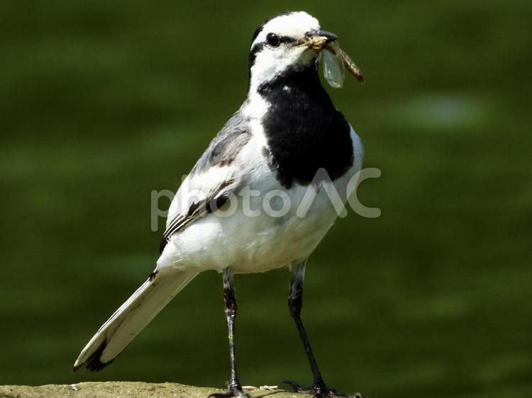 餌を咥えるハクセキレイ 鳥,野鳥,ハクセキレイの写真素材