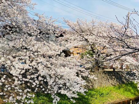 桜 桜の写真