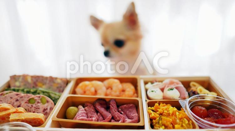 チワワと洋風おせち料理、オードブル チワワ,小さい,犬の写真素材