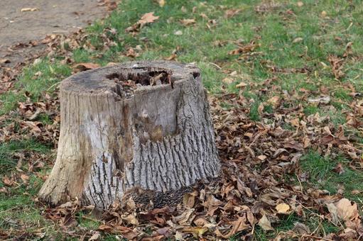 切り株 切り株,枯れ草,自然の写真素材