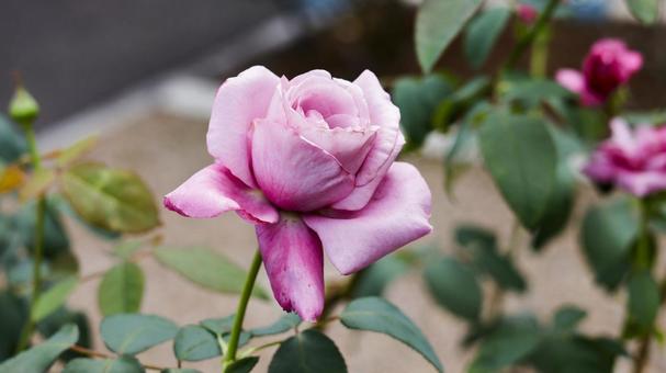 【花の写真】ばらの花 【花の写真】ばらの花の写真