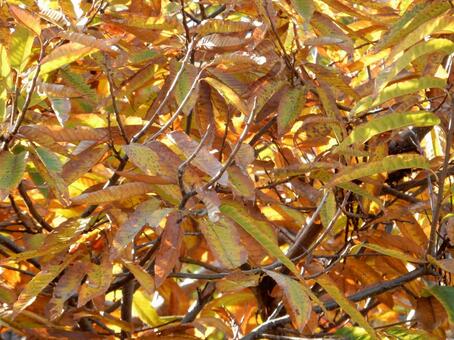 【紅葉写真】栗の葉の紅葉 栗,クリ,葉の写真素材
