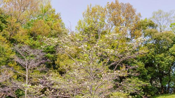 若葉に囲まれたハナミズキの木 若葉に囲まれたハナミズキの木の写真