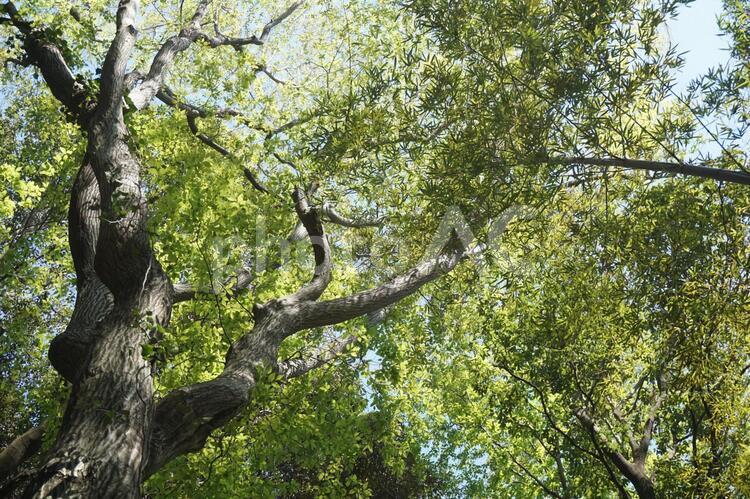 森林 森林,森,林の写真素材