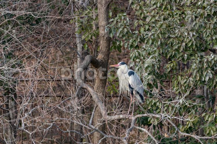 静かな森に佇むアオサギ アオサギ,鳥,野鳥の写真素材