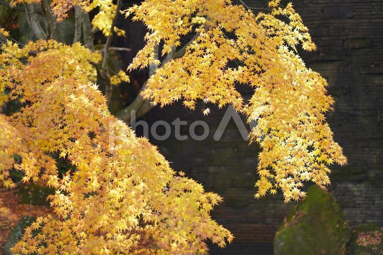 晩秋の風景２ 晩秋,紅葉,風景の写真素材