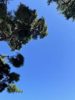 松と秋空 松と秋空の写真