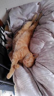 スヤスヤ茶トラ 猫,茶トラ,子猫の写真素材