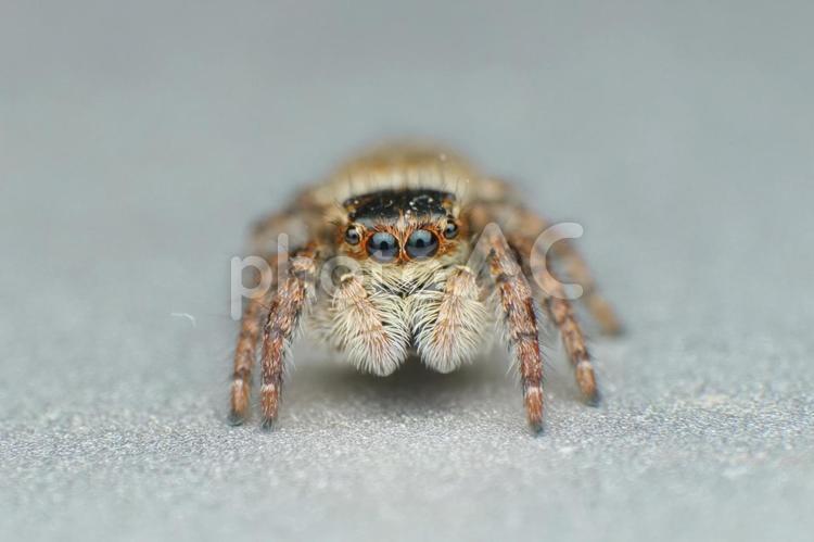 ネコハエトリ ハエトリグモ,蜘蛛,クモの写真素材