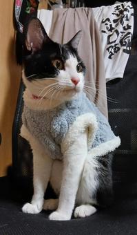 猫 猫の写真