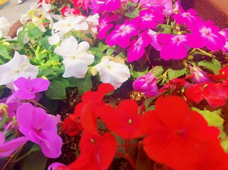 道端の可憐な花々 道端の可憐な花々の写真