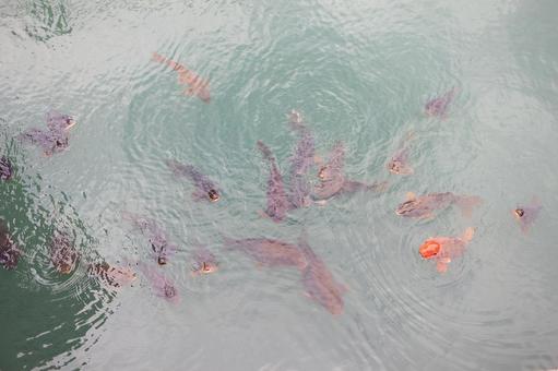 鯉が暮らす水面 鯉,生物,魚の写真素材