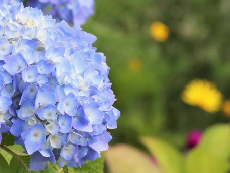 ブルーがキレイな紫陽花の写真