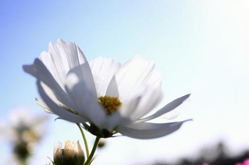 風に揺れるコスモスの花 コスモス,秋桜,秋の写真素材