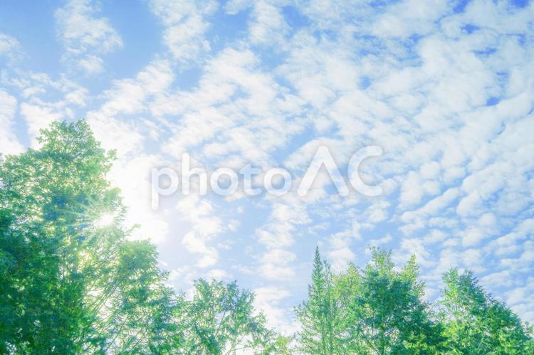 空と木と陽射し3 杉,花粉症,リラックスの写真素材