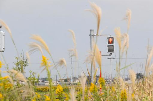 赤信号と秋のススキが立つ田舎の交差点 ススキ,穂,秋の写真素材