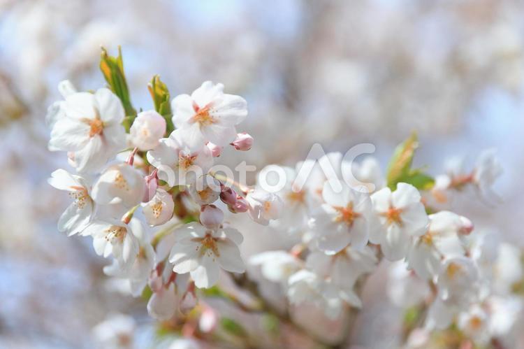 ソメイヨシノの花びら ソメイヨシノ,小樽,運河公園の写真素材