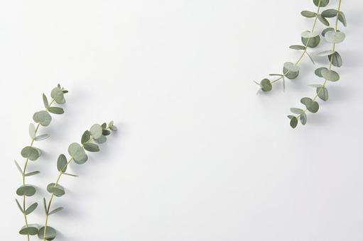 ユーカリ　ボタニカルな植物の白背景 ユーカリ,葉,ボタニカルの写真素材