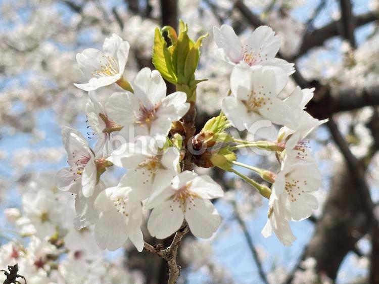 桜の花（ソメイヨシノ） 桜,さくら,サクラの写真素材