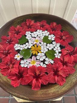 花手水 花手水,南国の花,花の写真素材