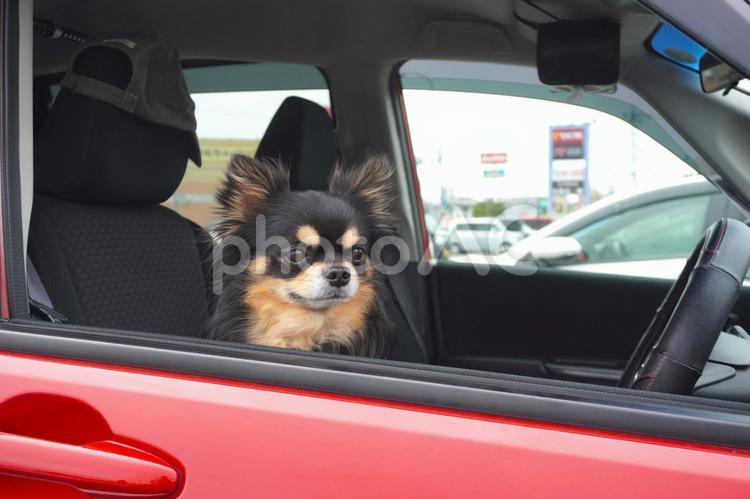赤い自動車の車窓から眺めるチワワ 犬,チワワ,自動車の写真素材