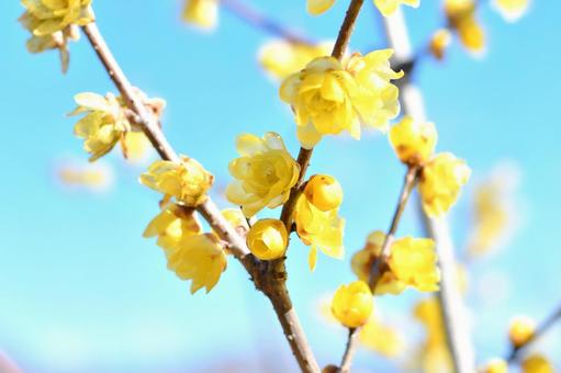 蝋梅の花 蝋梅の花の写真