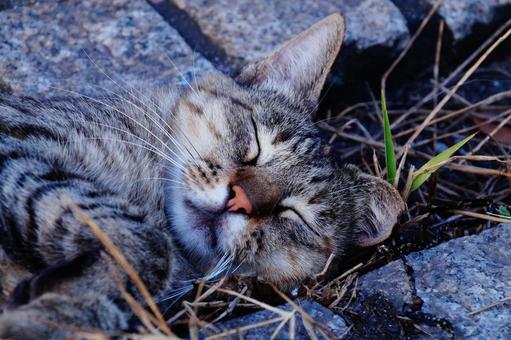 Sleeping cat, JPG Sleeping cat, JPG