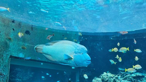 ナポレオンフィッシュ 魚,サンゴ,珊瑚礁の写真素材