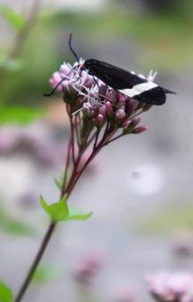 抱きしめている 抱きしめている 藤袴,ホタルガ,花の写真素材